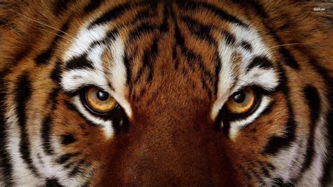 90 Angry Tiger Eyes Wallpapers On Wallpapersafari