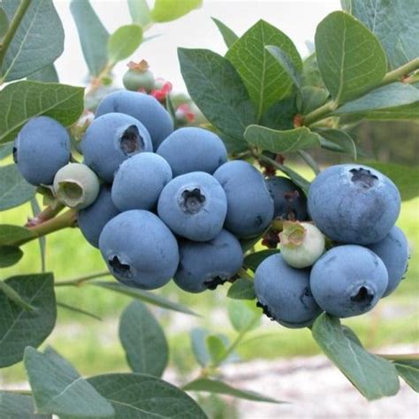 Blueray Blueberry Bush Plantingtree