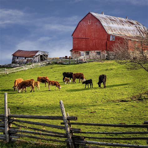 Red Barn And Cows | Old barns, Country barns, Farm barn