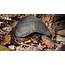 Species Spotlight Wood Turtle