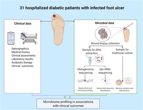 Frontiers Microbiome Characterization Of Infected Diabetic Foot Ulcers In Association With
