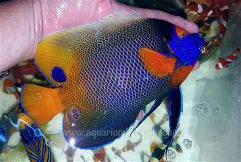 Blueface Angelfish Aquarium Fish India