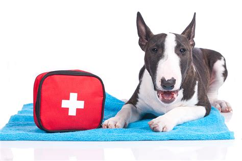 Pet First Aid Kit A Guide To The Essentials Tail Blazers Pets Blog