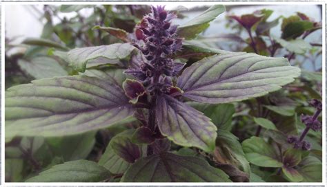 Buy African Blue Basil Plants Online From £300 Herbalhaven