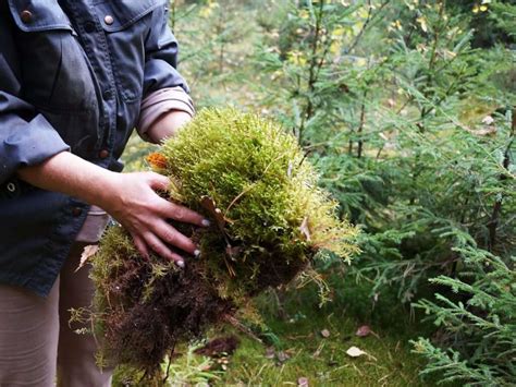 How To Use Sphagnum Moss For Your House Plants The Urban Sprout