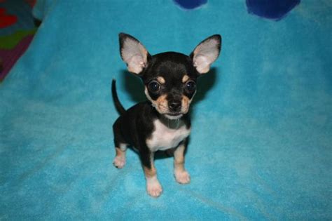 Tiny Applehead Chihuahua Puppies For Sale In Langley British Columbia