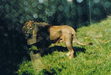 Old Photo Of An Atlas Lion By Lena Panthera On Deviantart