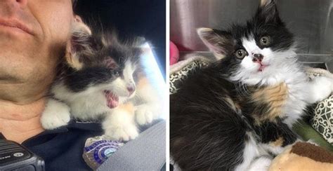 Kitten Cuddles Rescuer After Being Saved From Unthinkable Ordeal On