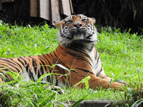 Damai The Sumatran Tiger Smithsonian National Zoo Flickr
