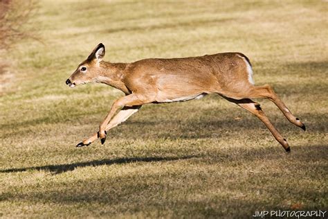 Almost Airborne Whitetail Deer Lake Erie Metro Park Gibral Flickr