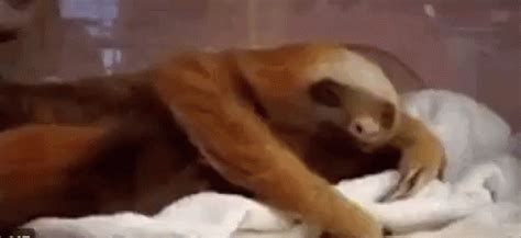 Pregui A Bocejando Falta De Vontade Des Nimo Gif Laziness Sloth Yawning Descubre