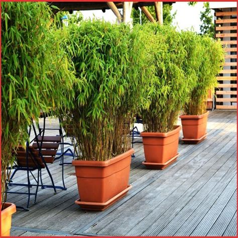 Immergrünes laub, verschwenderische blütenpracht, dekorativer fruchtschmuck und spitze dornen gegen ungebetene gäste zeichnen die folgenden beiden. Sichtschutz Terrasse Bepflanzung Durchgehend Pflanzen Als ...