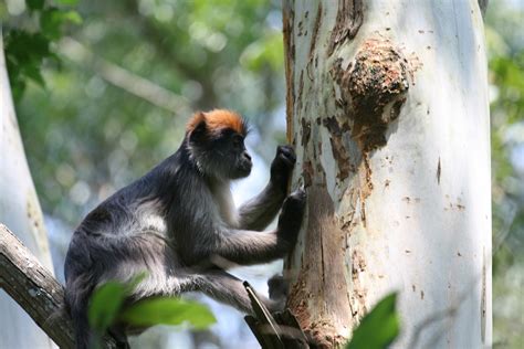 Multimedia Gallery Ugandan Red Colobus Monkey Nsf National