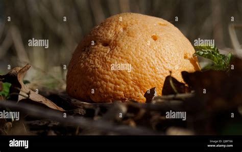 Decaying Orange Hi Res Stock Photography And Images Alamy