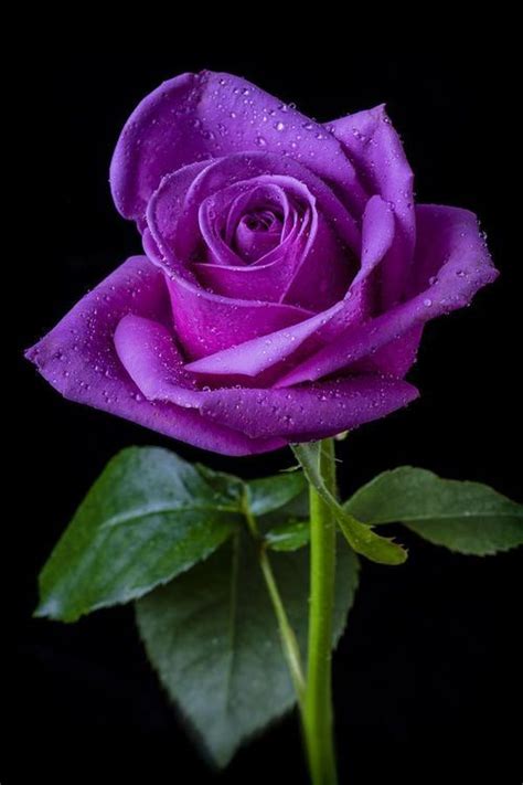 Purple Rose Black Background Seus True Colors
