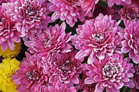 Overwintering Mums How To Winterize Mums Winter Plants Beautiful