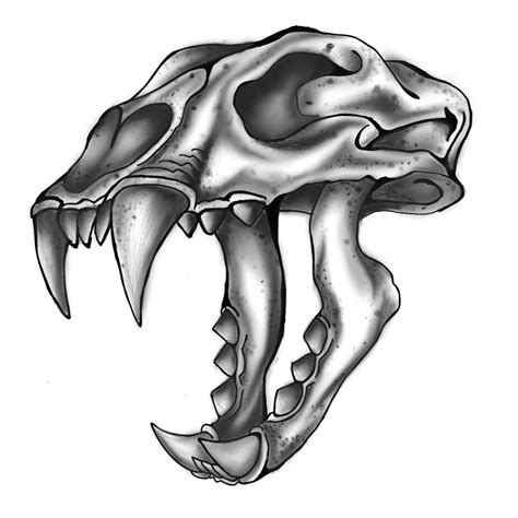 Saber Tooth Tiger Skull Tattoo Sketch By Ranz Tiger Skull Skull