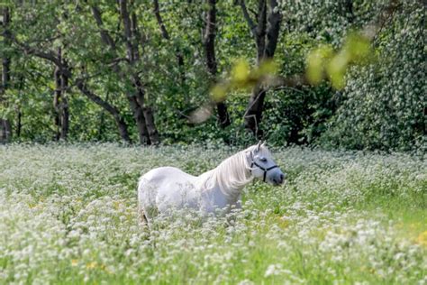 Two White Horses In Flower Meadow Stock Photo Image Of Flower