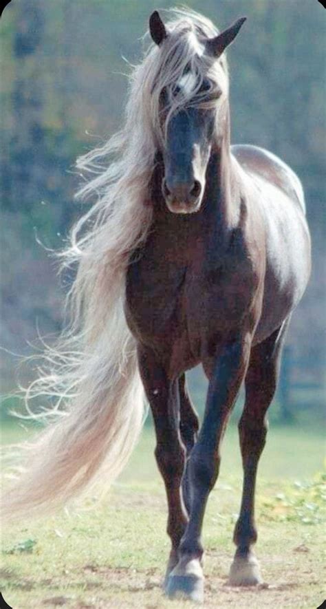 World Rarest Most Beautiful Horse Breeds In The World Top 10 Artofit