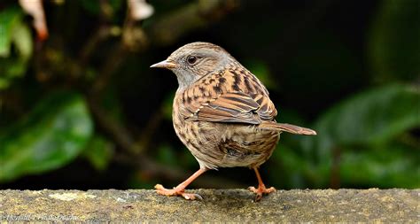 Dunnock Birdforum