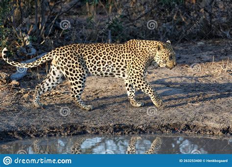 Leopard Panthera Pardus Female In Sabi Sands Game Reserve Stock Photo