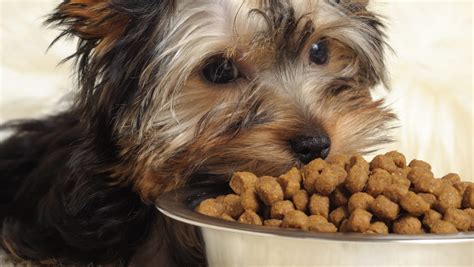 Merrick grain free texas beef & sweet potato. Is Your Yorkie a Picky Eater? Try This Simple Hack.