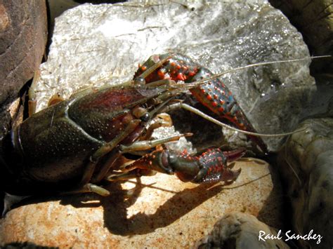 Naturaleza Viva Cangrejo De Río Crustáceos Decápodos