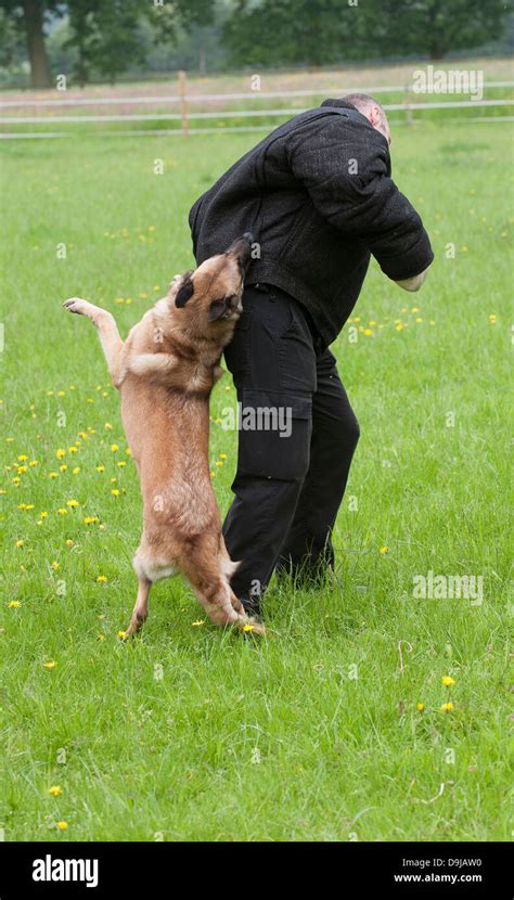 Police Dog Handler Being Attacked During A Training Session Stock Photo
