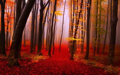 Autumn Forest Path Trees Fog Fall Yellow And Red Leaves Nature