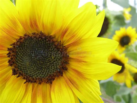 Blooming Sunflower In Garden Stock Photo Image Of Bright Blossom
