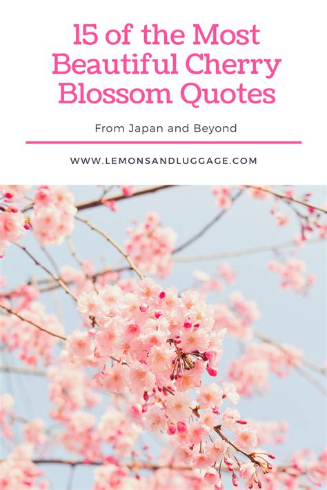 15 Beautiful Cherry Blossom Quotes Lemons And Luggage Cherry