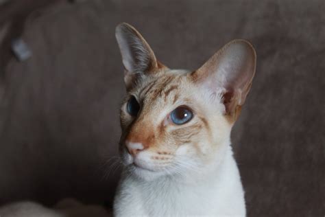 Cinnamon Tabby Point Siamese Draco At 1 Year Old Dee Flickr