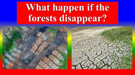 What Happens If The Forests Disappear Youtube