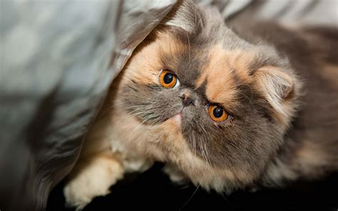 Top 10 Most Popular Cat Breeds In The World Cats Universe