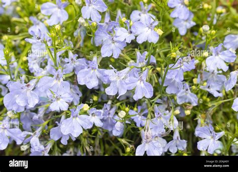 Purple Lobelia Flower In Garden Stock Photo Alamy
