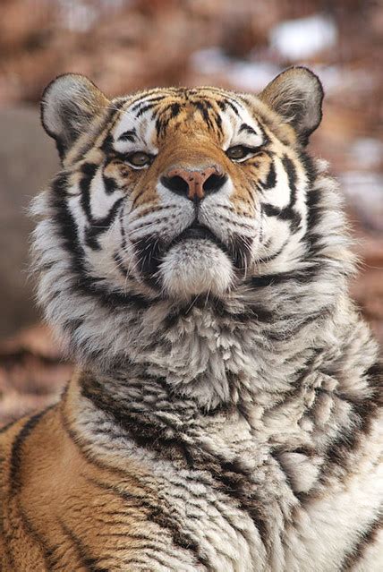 Amur Tiger Icchan Uni Flickr