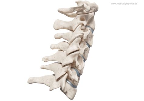Free Illustration Cervical Spine Lateral