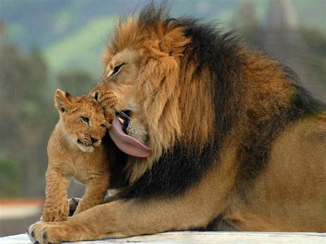 It's very important to always categorize your food and drink in the fridge. Funny Animals: Cute Wild Animals