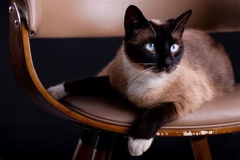 Top 10 Most Beautiful Cat Breeds In The World With Pictures 2023