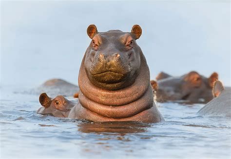 Picture Of The Day Howdy Hippo Twistedsifter