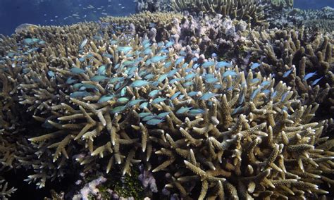 Record Heat Over The Great Barrier Reef Raises Fears Of A Second Coral