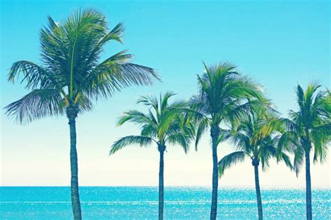 600 Florida Palm Trees Tampa Stock Photos Pictures And Royalty Free