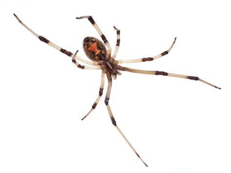 Brown Widow Spiders Invade Southern California Displaces Black Widow