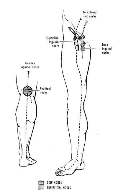 Lymphatics Of Lower Limb