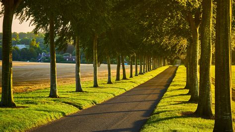 Alley Path Trees Lawn 4k 5k Hd Nature Wallpapers Hd Wallpapers Id