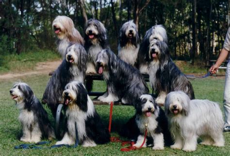 Bearded Collie Breed Info Health Pictures And Puppy Videos