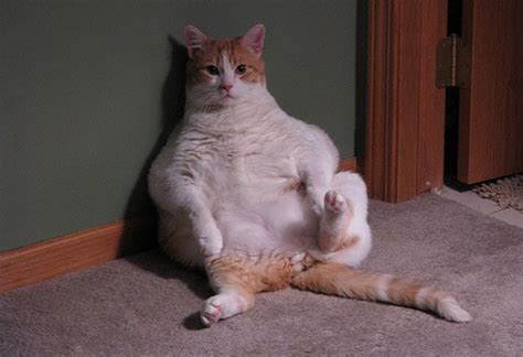 Top Fat Cat Breeds Cat Breeds Prone To Weight Issues PetMD