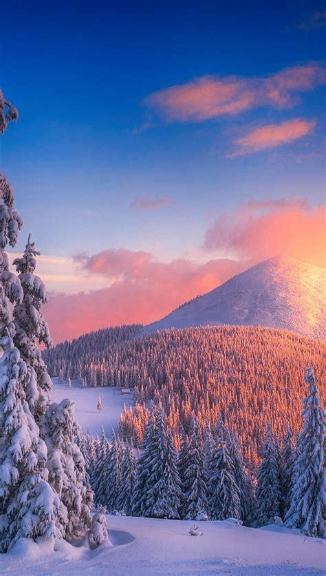 Snowy Pine Trees At Sunset In Mountains Wallpaper 4k Hd Id4397