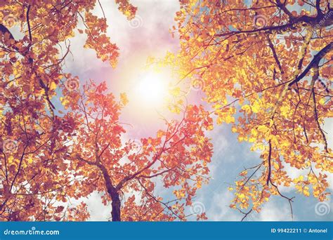 Colorful Autumn Leaves Against Blue Sky Toned Image Stock Image