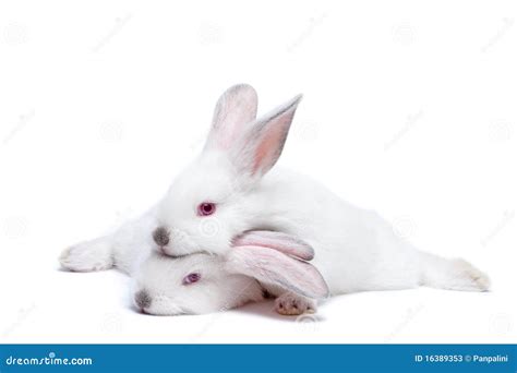 Two Cute White Isolated Baby Rabbits Stock Photos Image 16389353